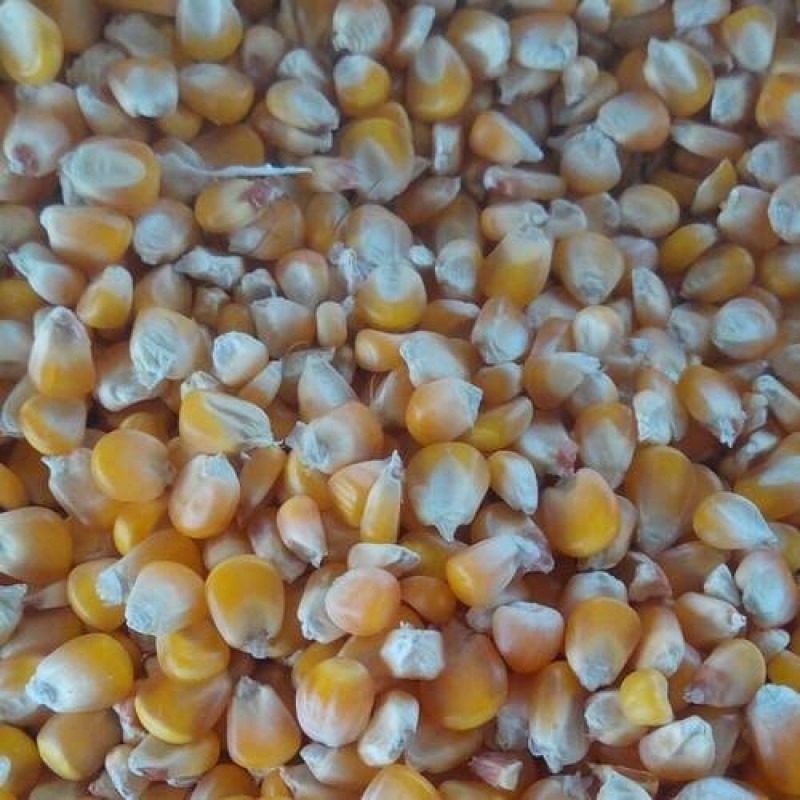 Yellow Mize from India